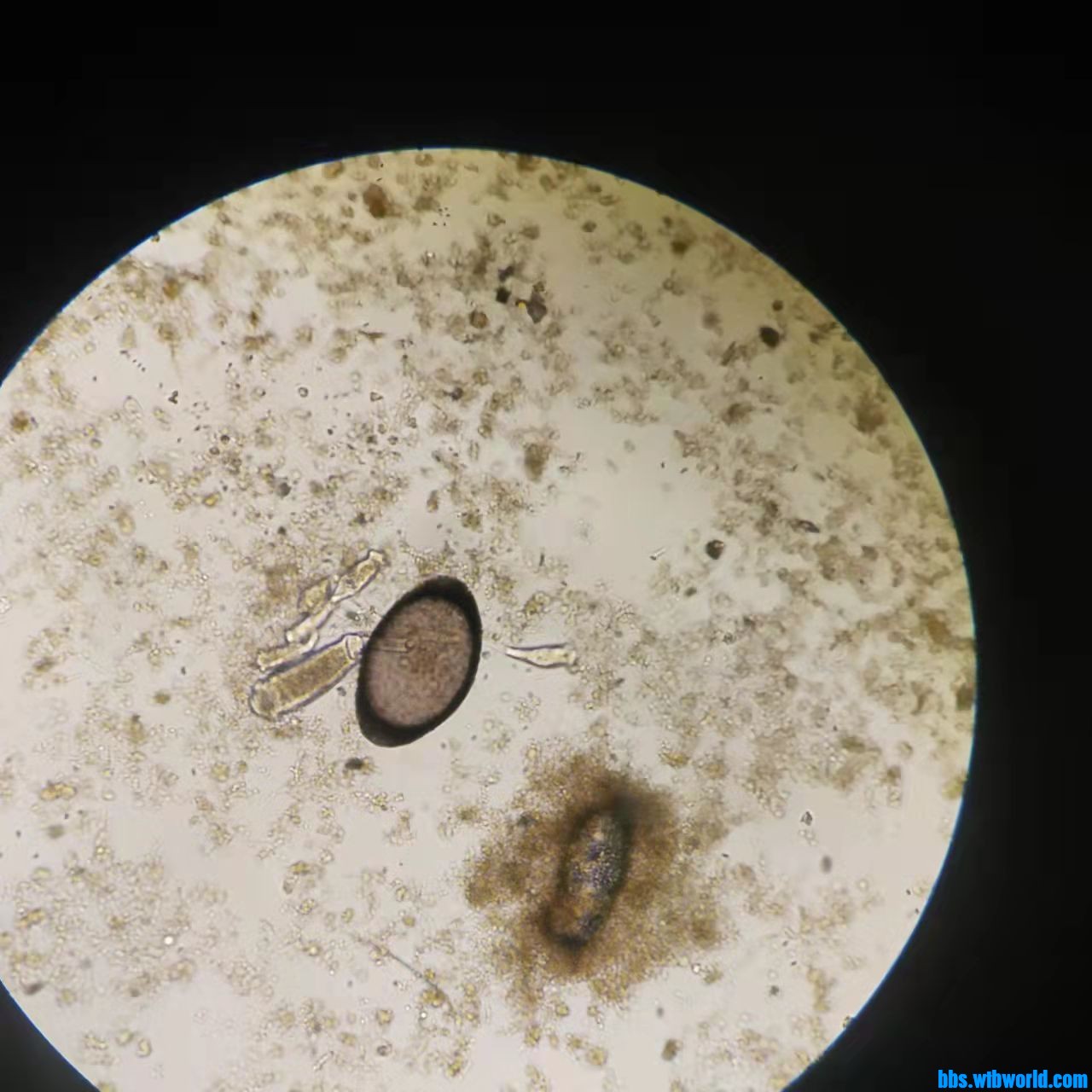 wechat_upload1649406908624ff3bc06801