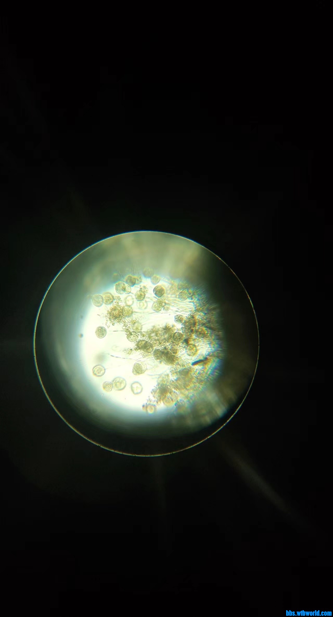 wechat_upload165080838962655645298f6