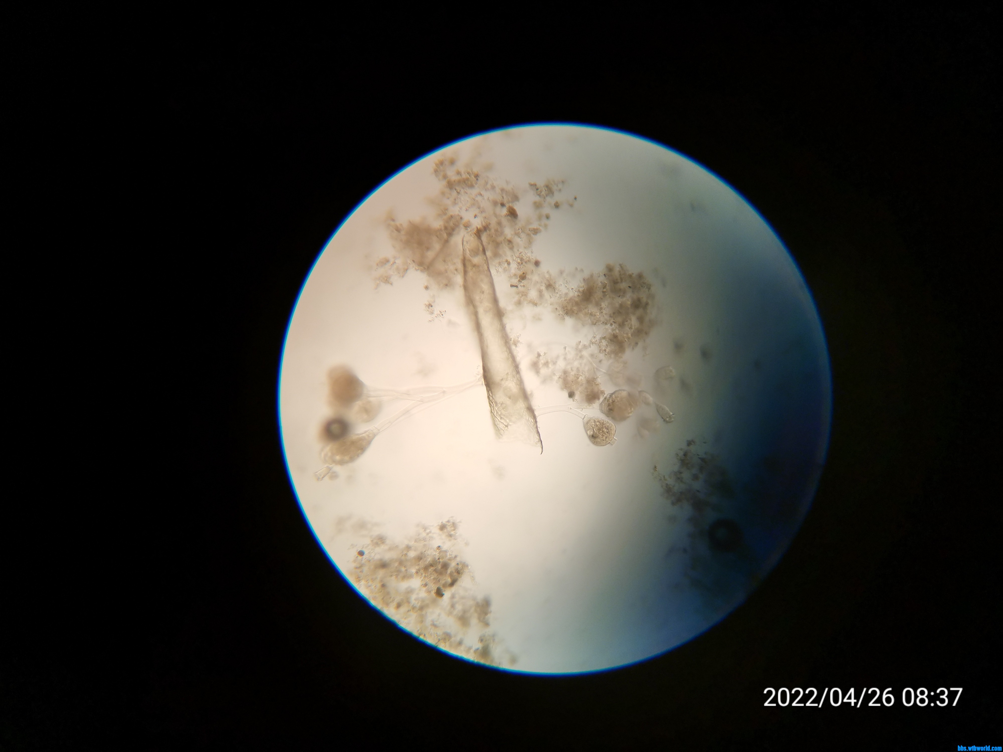 wechat_upload165093356762673f3f756e9