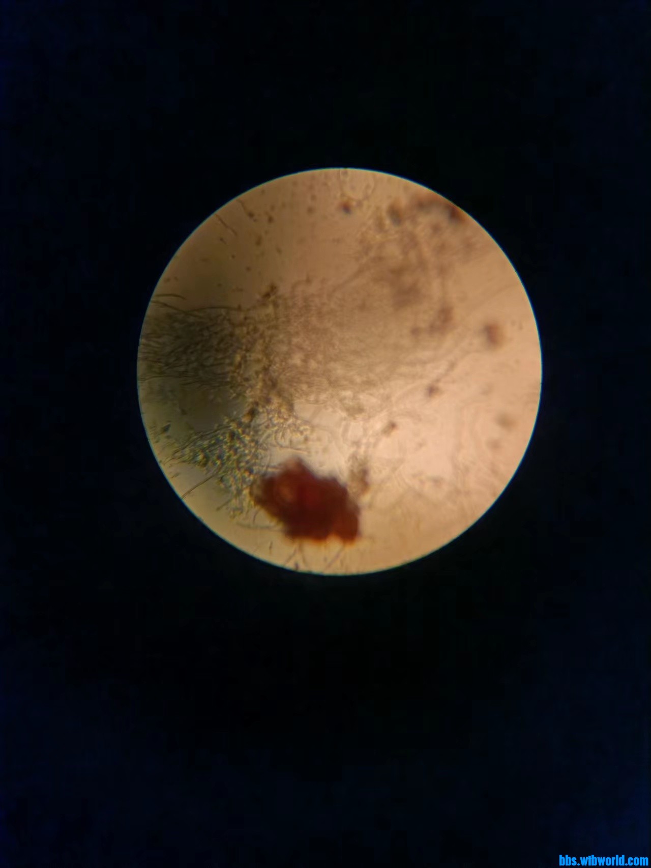 wechat_upload165787619762d12ee59c12e