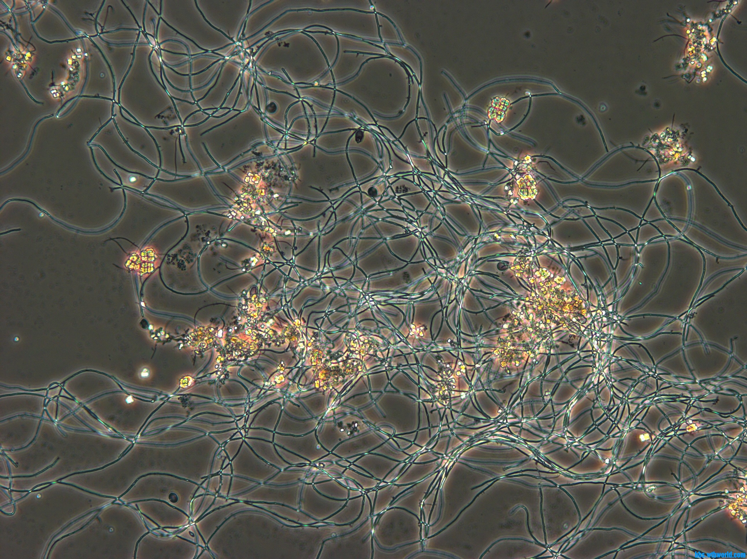 放线菌多样性分析 - 微基生物