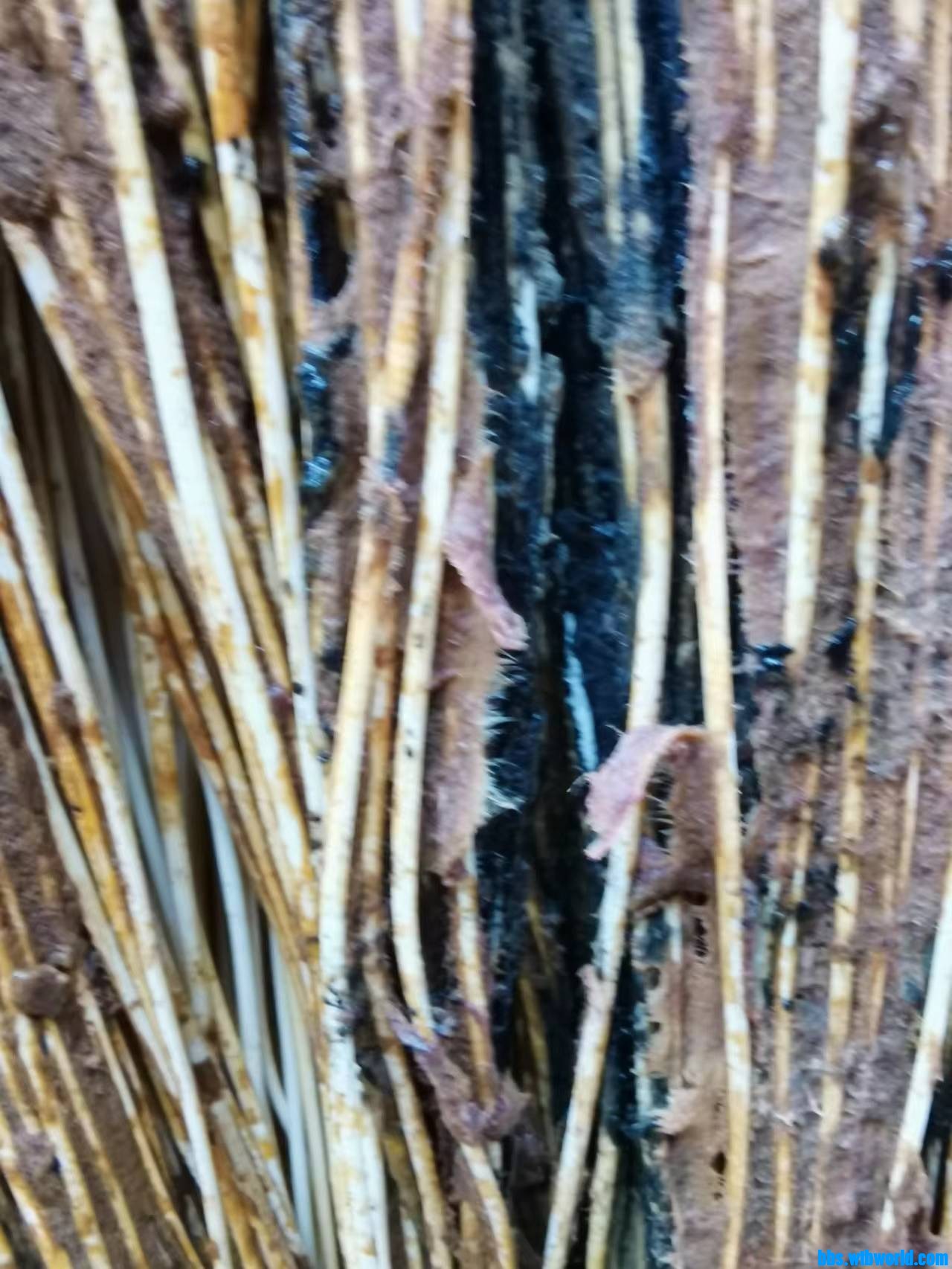 wechat_upload167058952363932c5384851