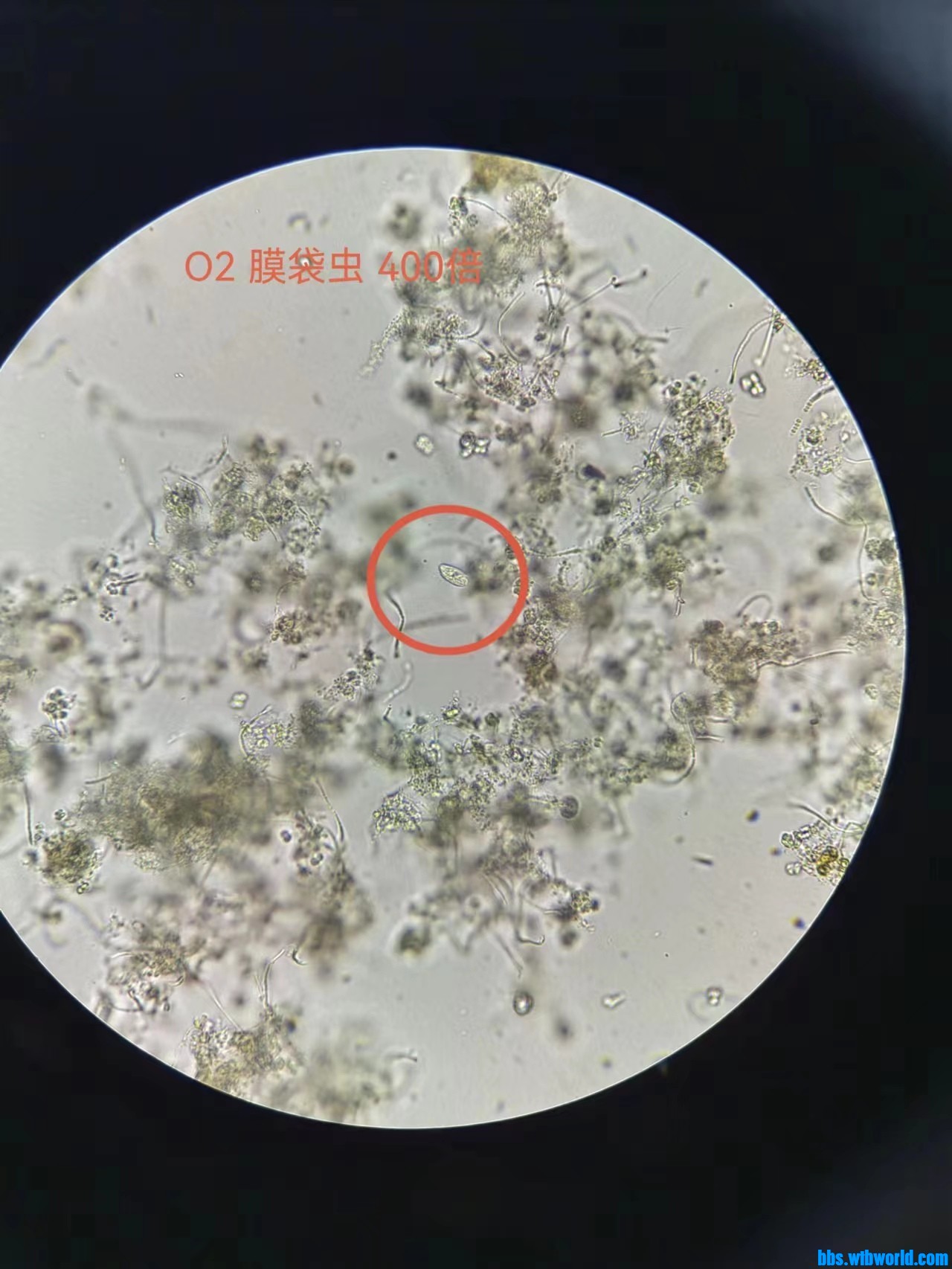 wechat_upload167705069763f5c34947703