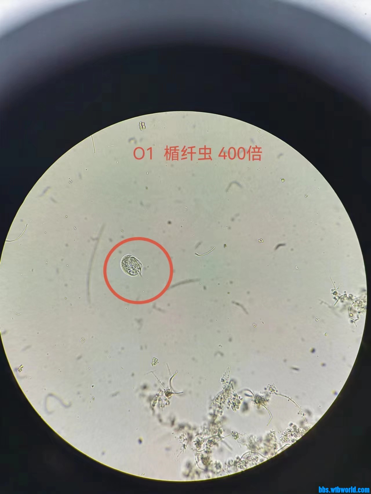 wechat_upload167705069763f5c349b377d