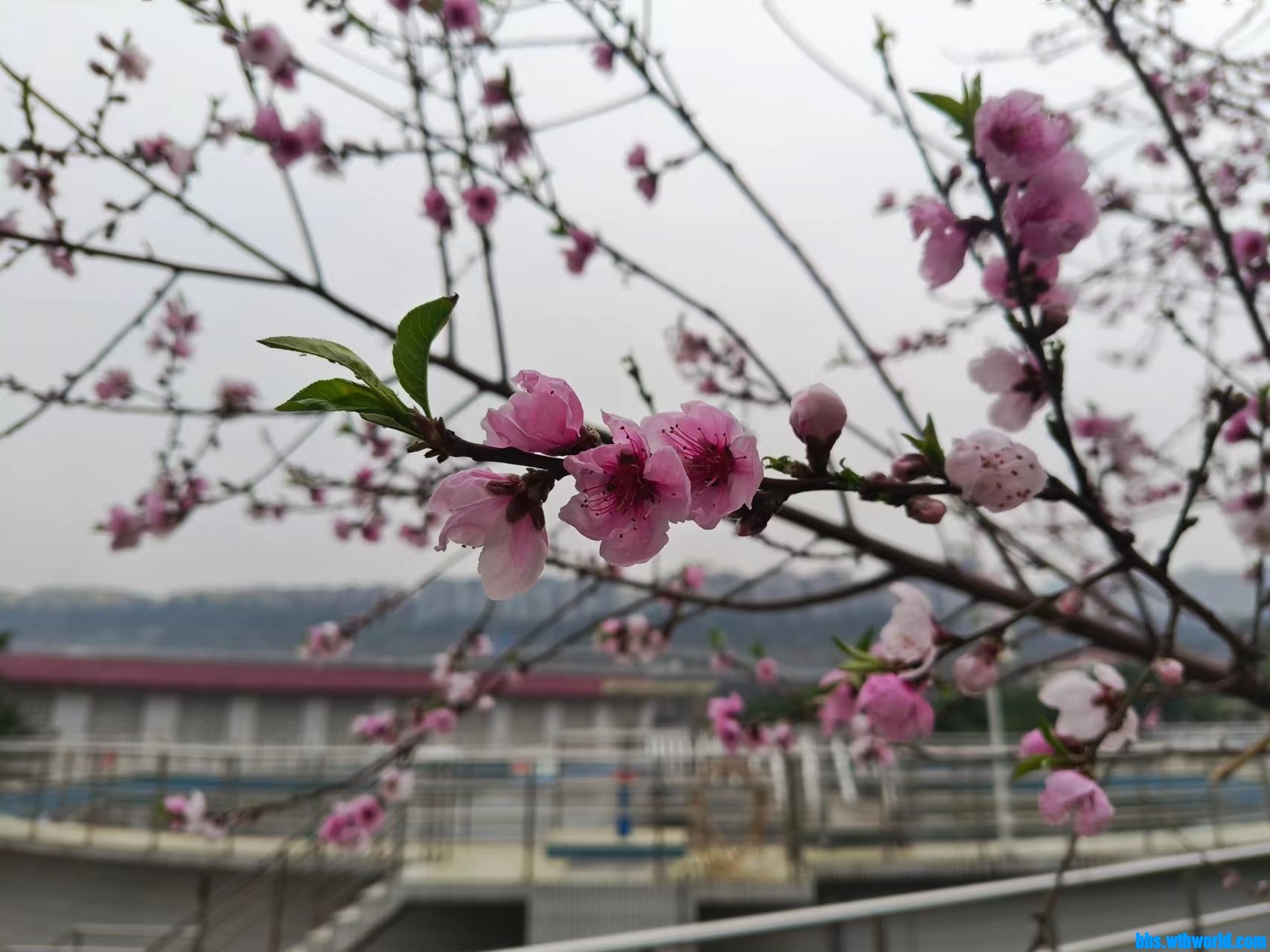 wechat_upload16781059696405dd71216b4