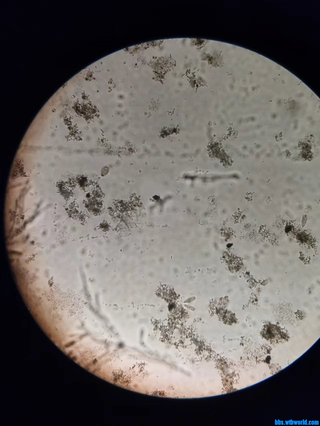 wechat_upload16798375256420495594a22