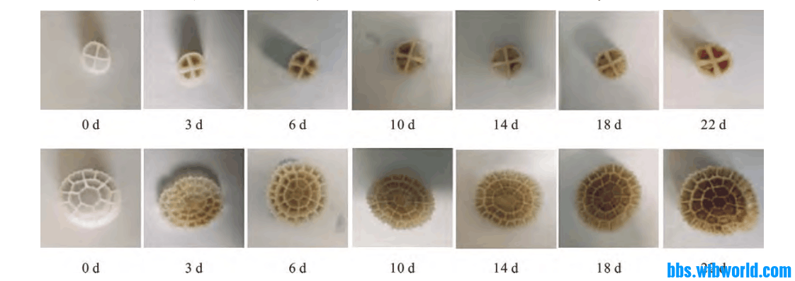 这是文献中，很快就挂上膜的填料