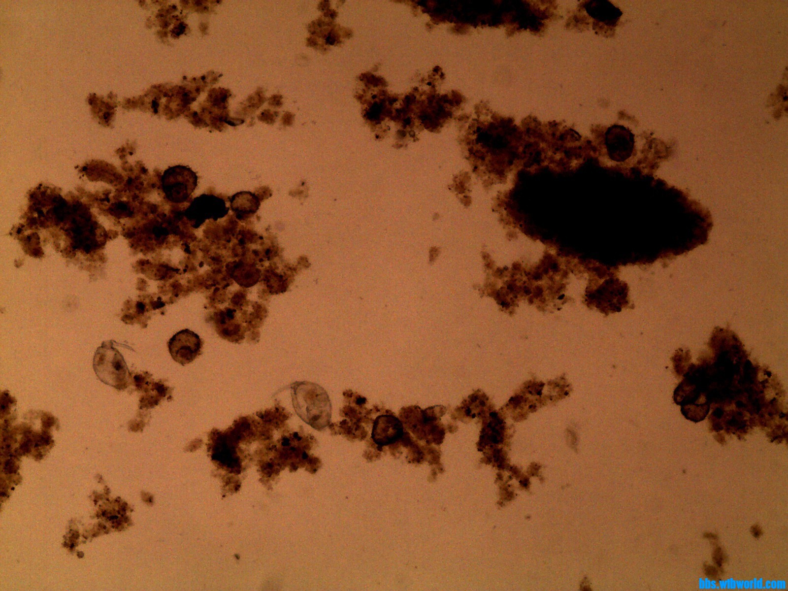 wechat_upload168554293764775819aa875