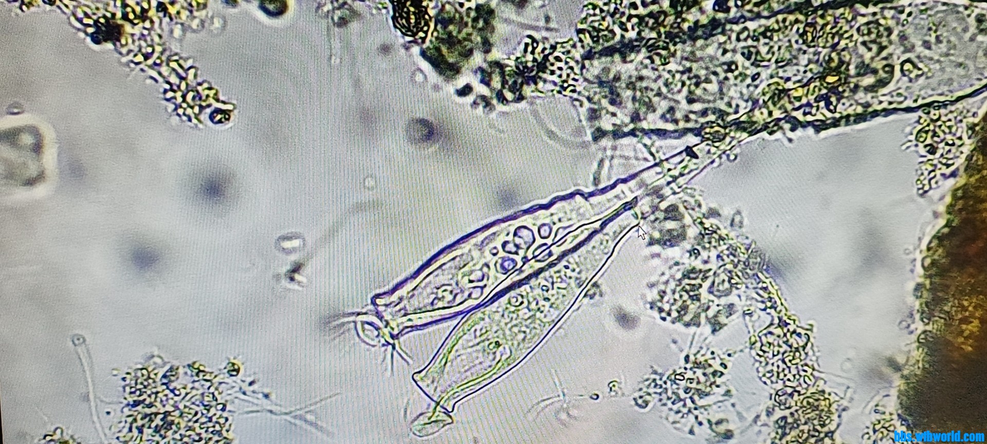 wechat_upload168569128764799b9771efe