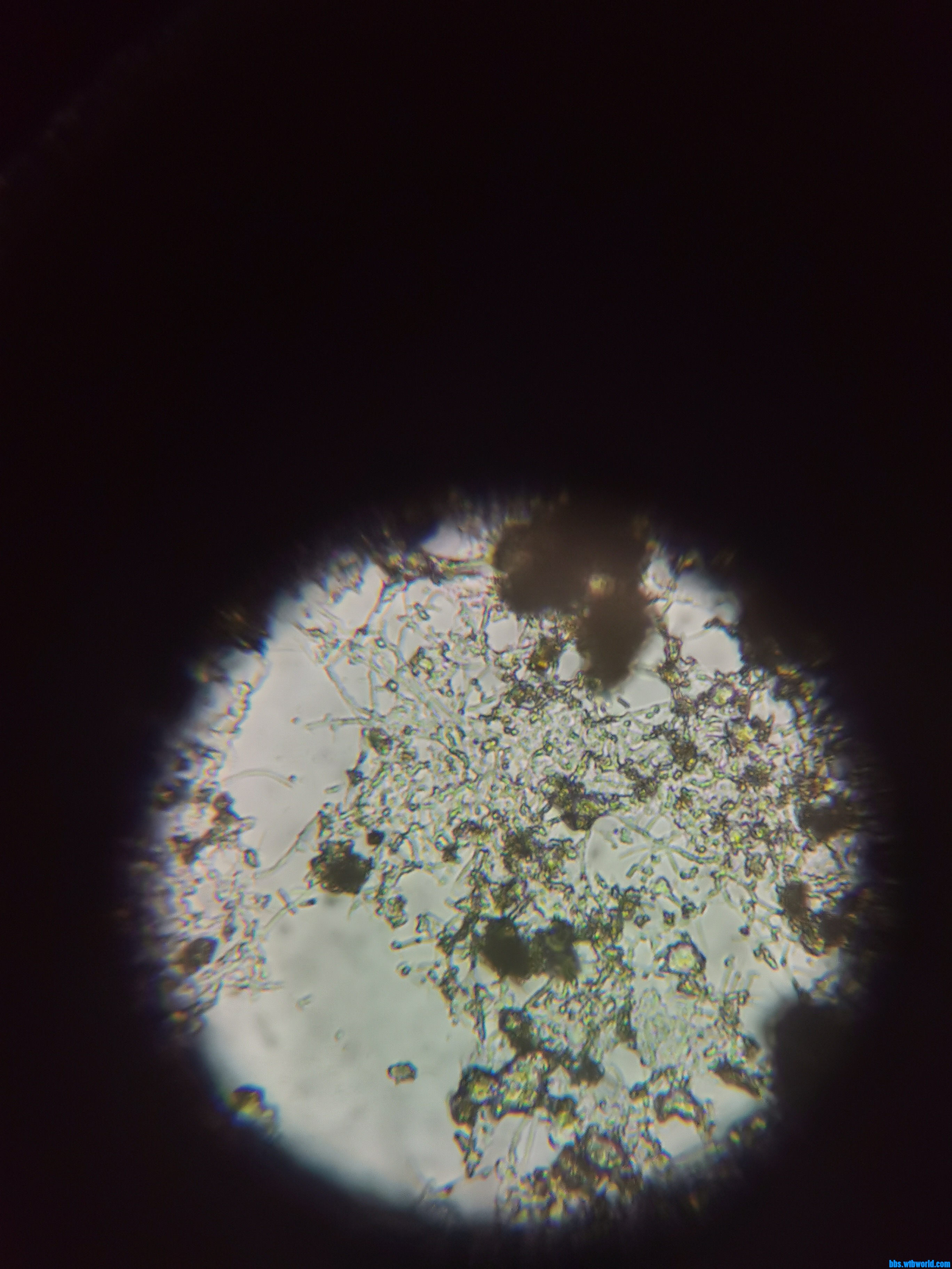 wechat_upload168769650264983476c61ea