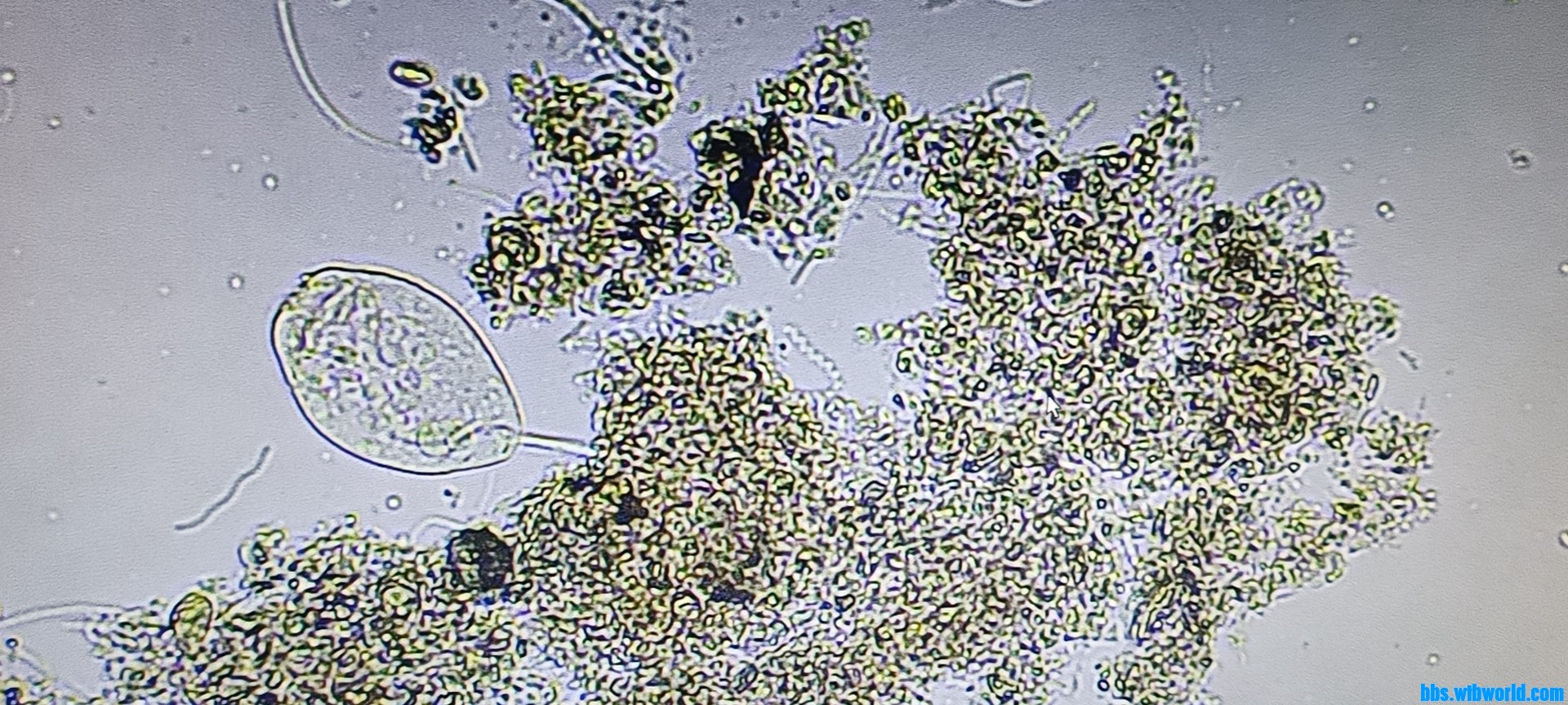 wechat_upload169070648964c622395508c