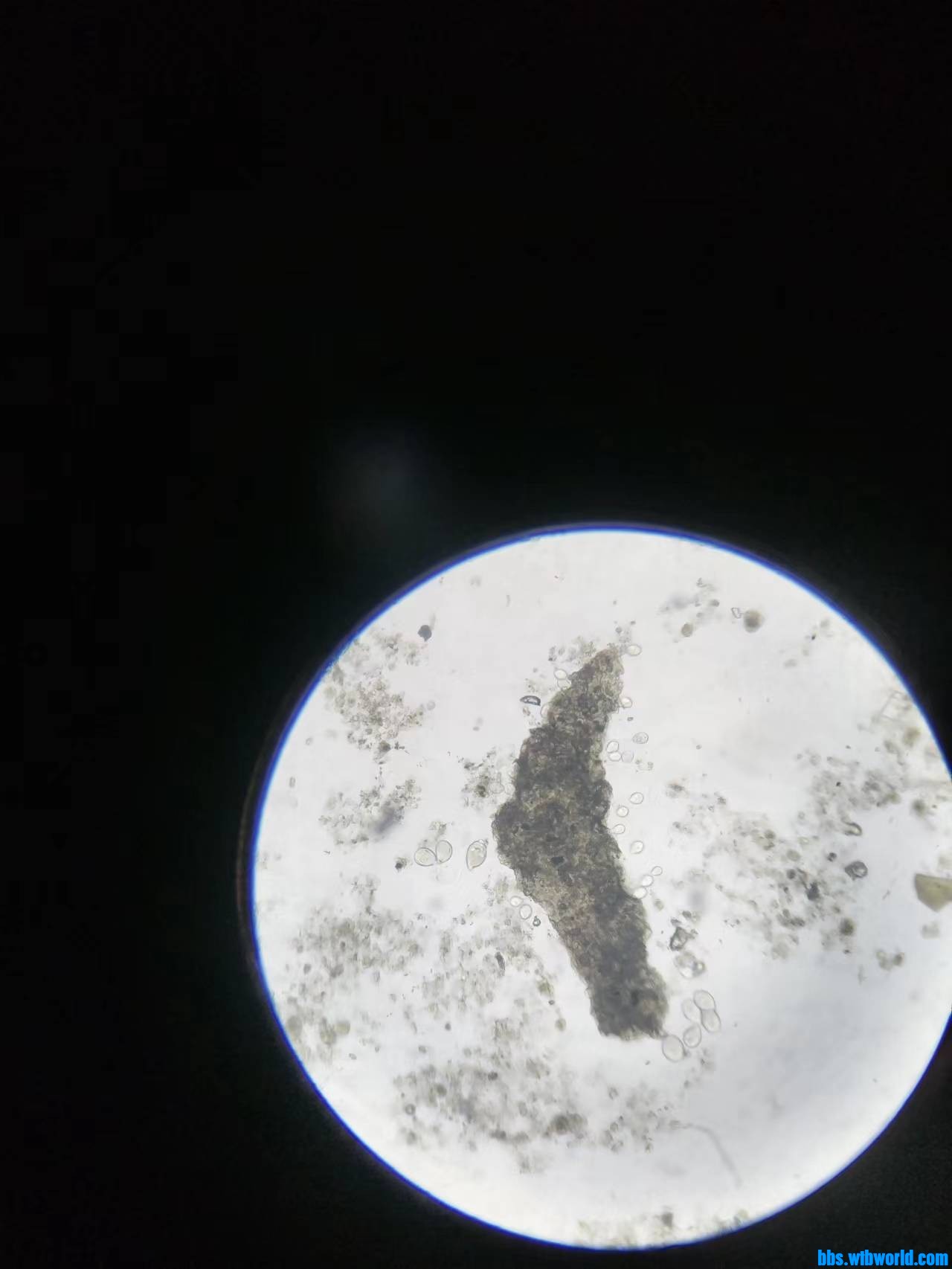 wechat_upload1699704869654f70254bf11