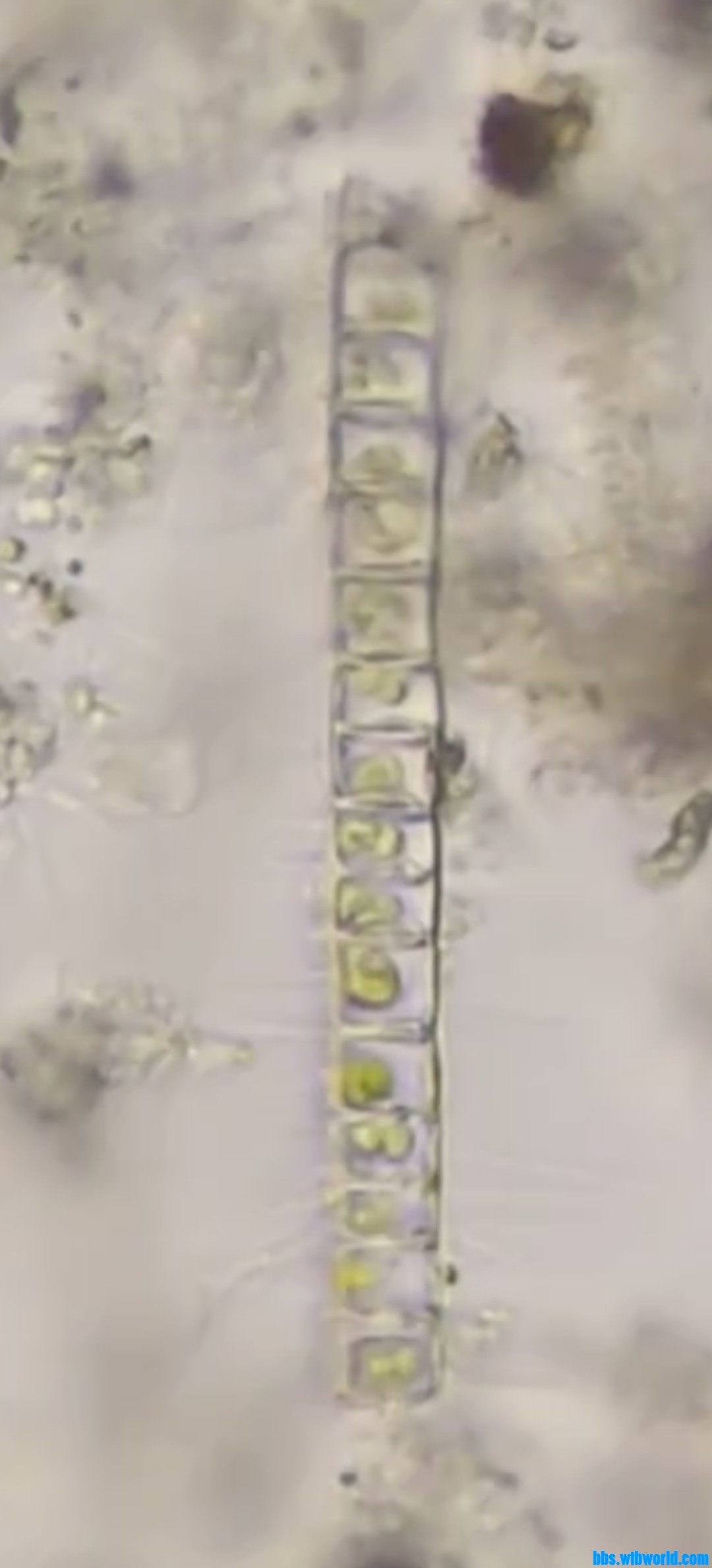 wechat_upload17000213776554448108340