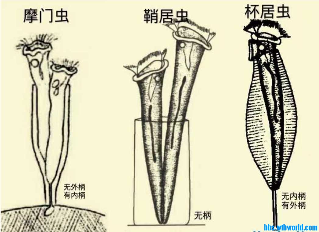 扉门虫.jpg