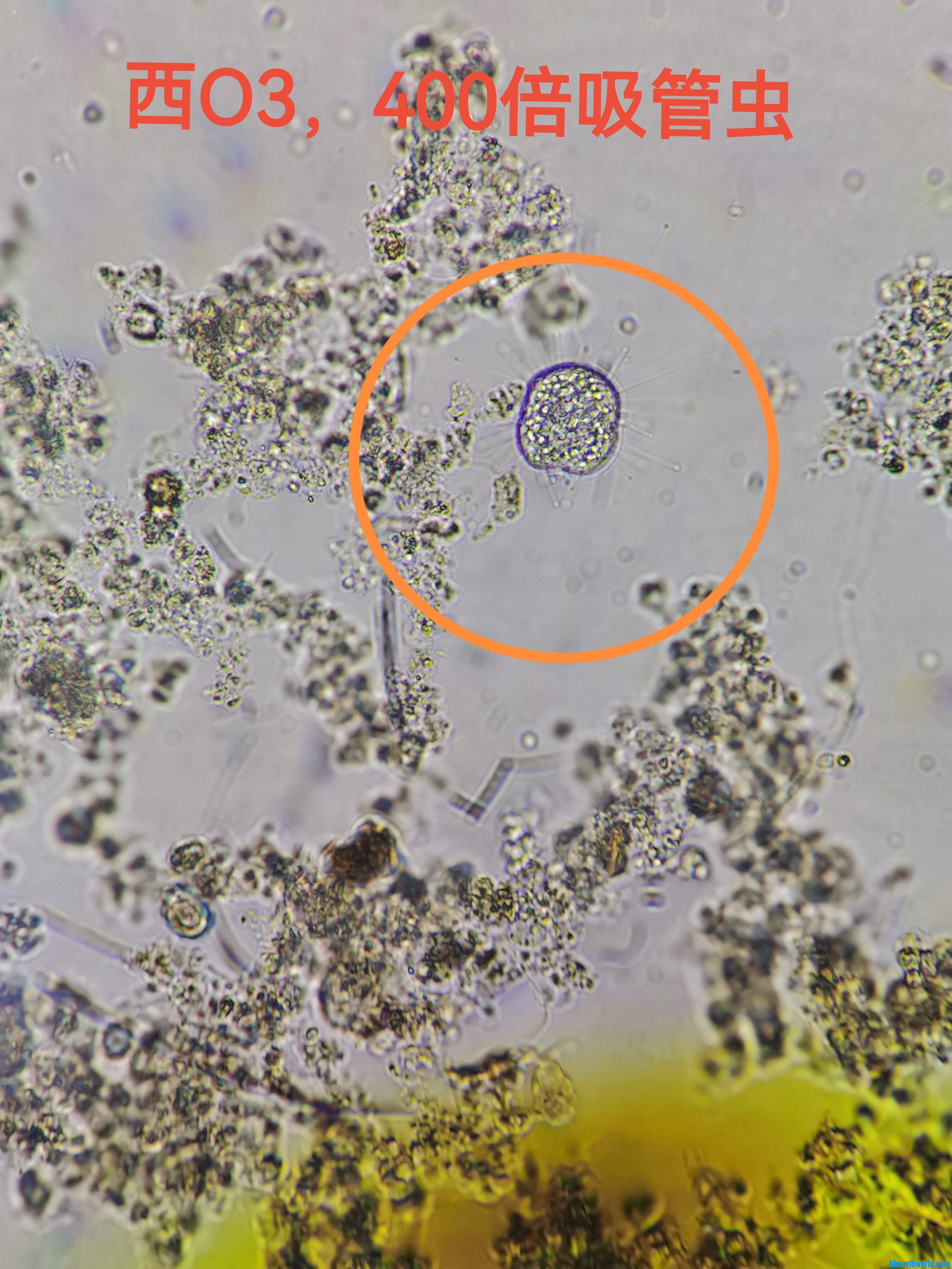 吸管虫.jpg