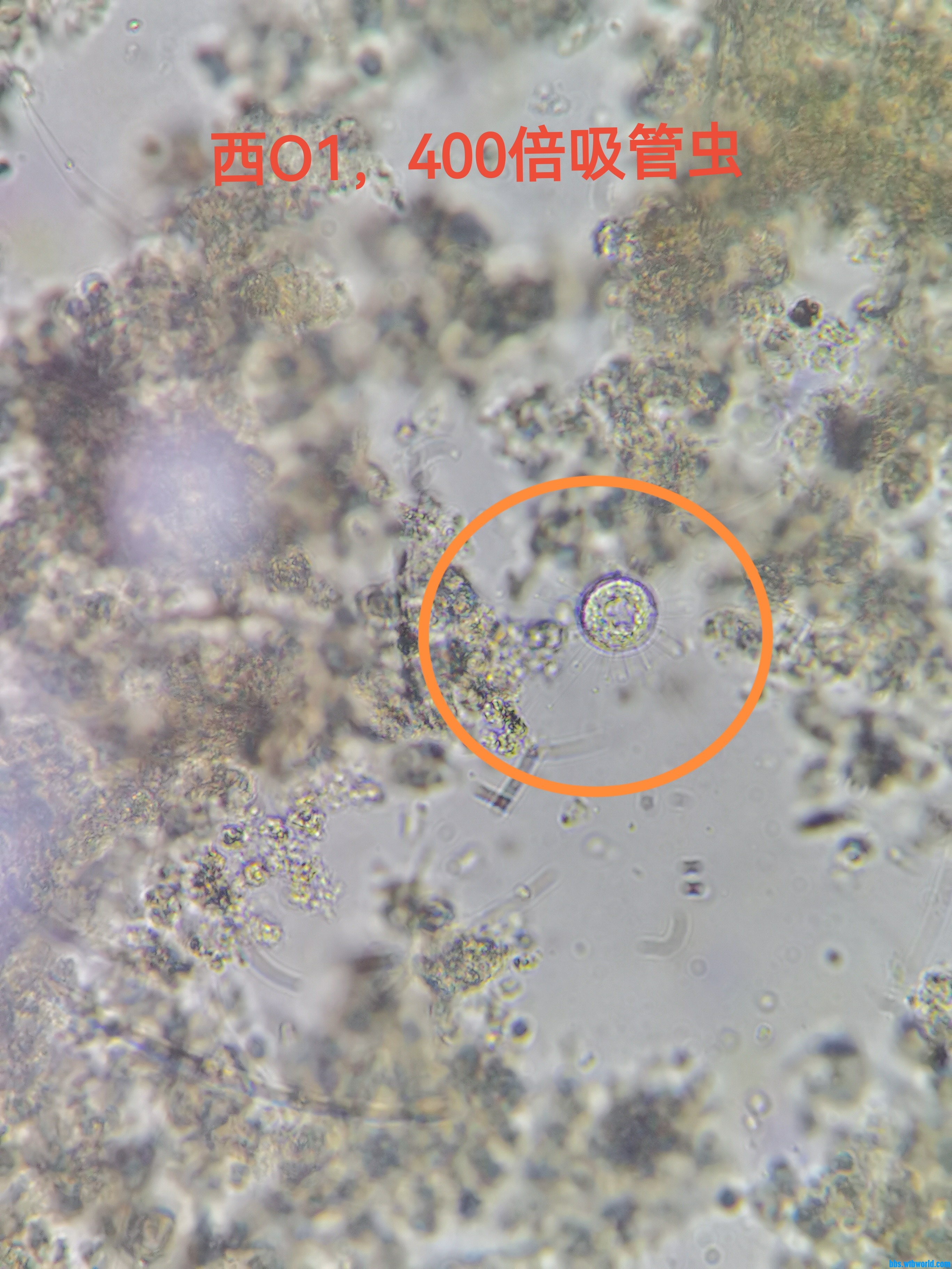 吸管虫1.jpg
