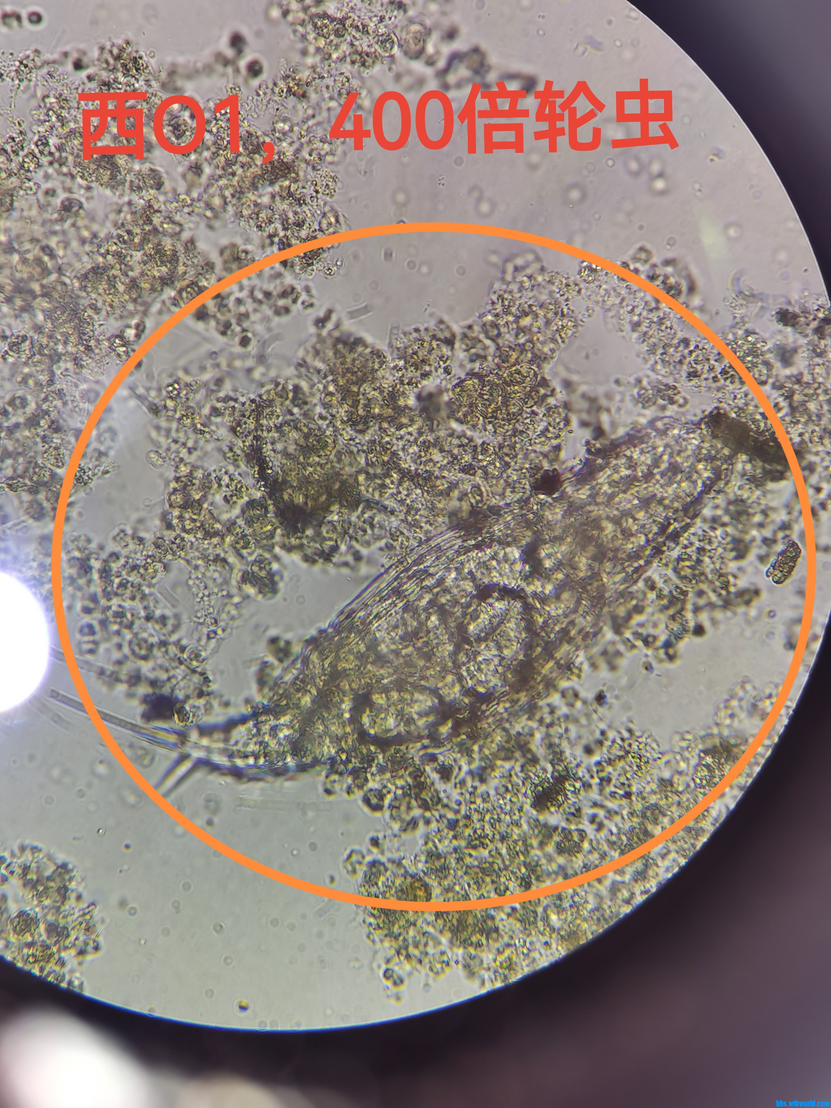 轮虫1.jpg