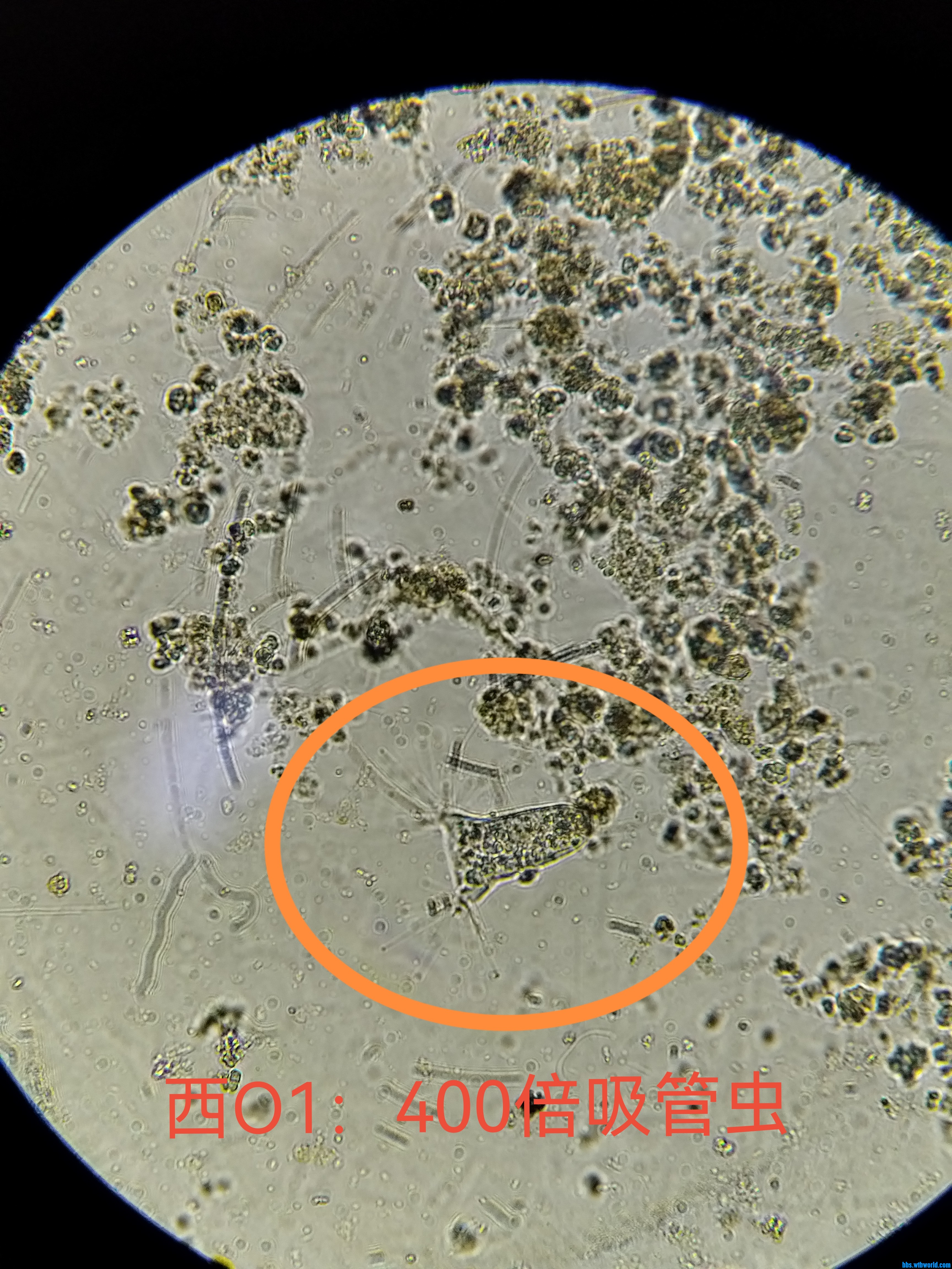 吸管虫.jpg
