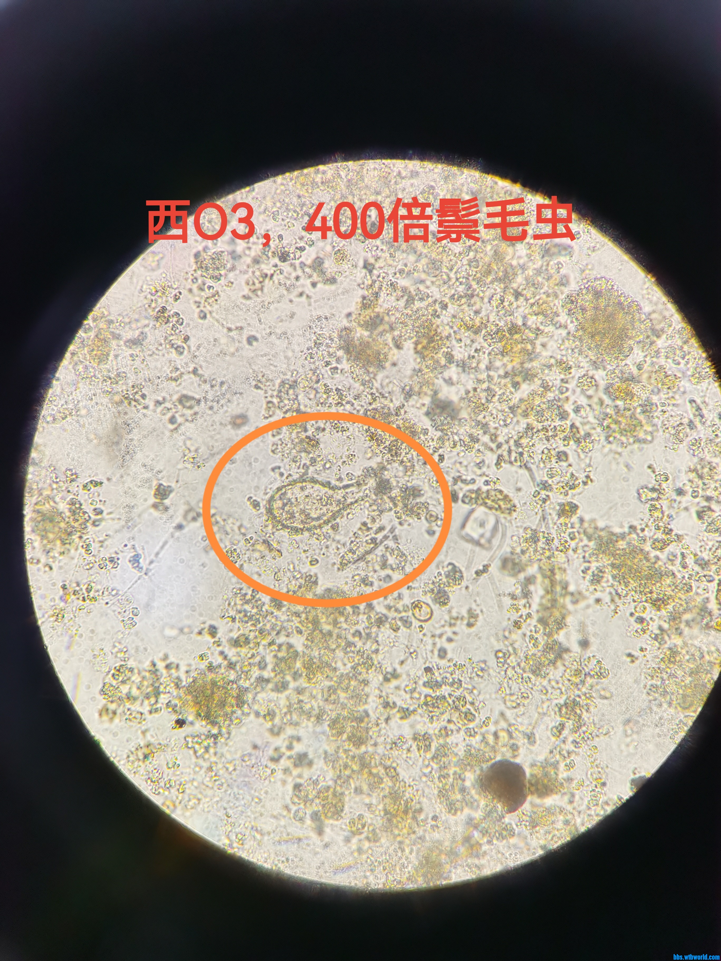 鬃毛虫.jpg