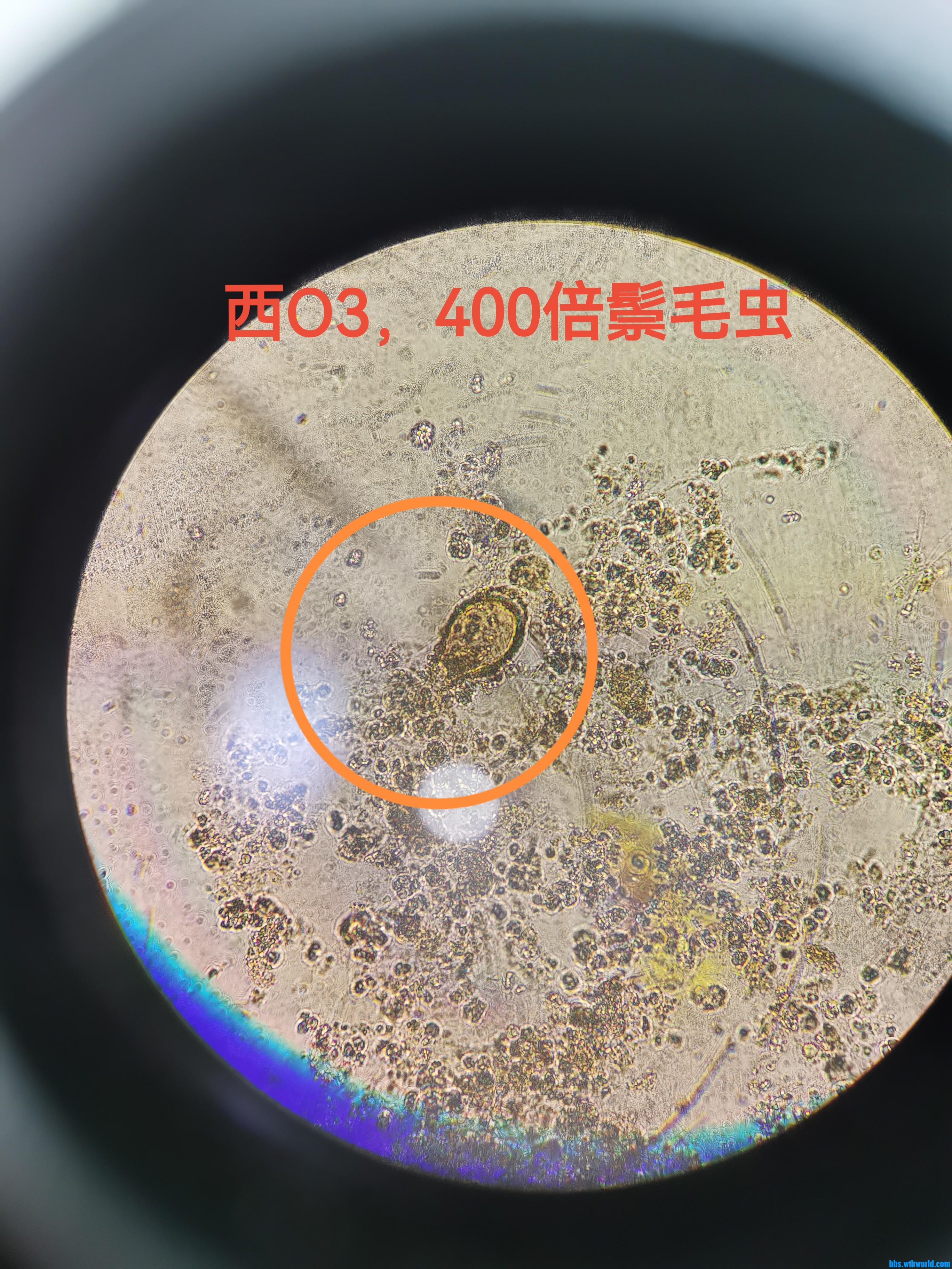 鬃毛虫2.jpg
