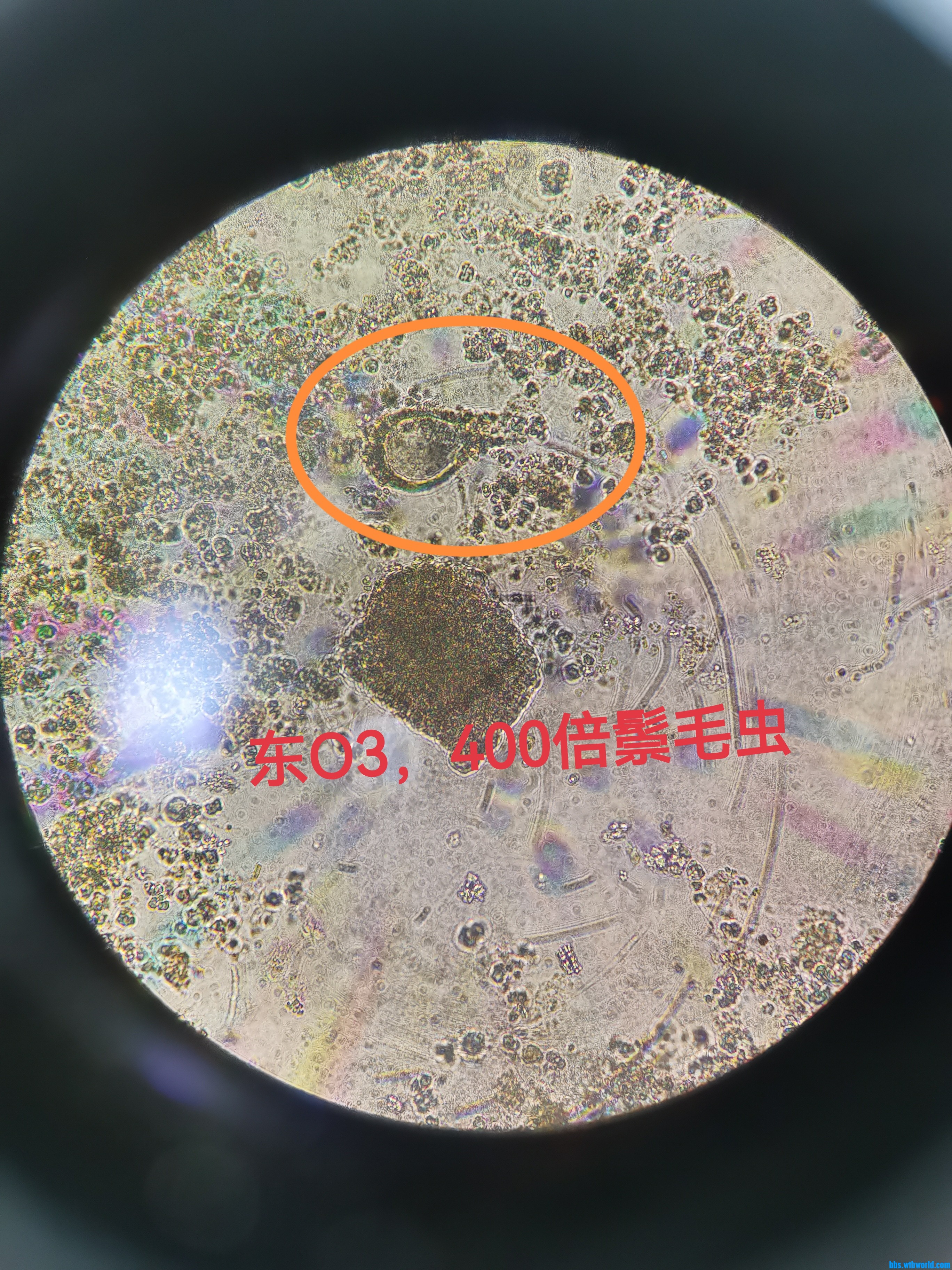 鬃毛虫3.jpg