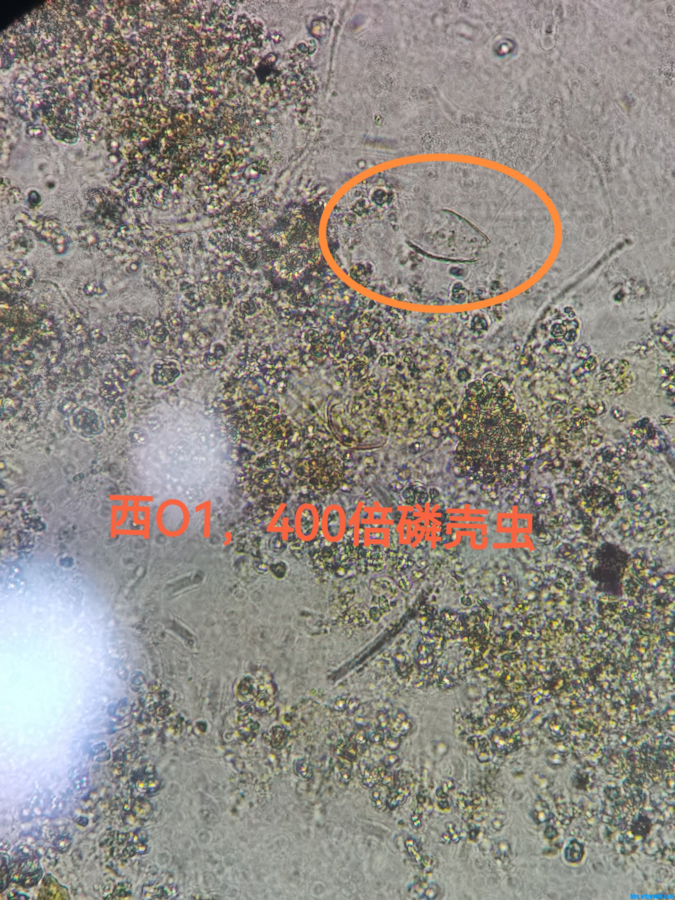鳞壳虫1.jpg