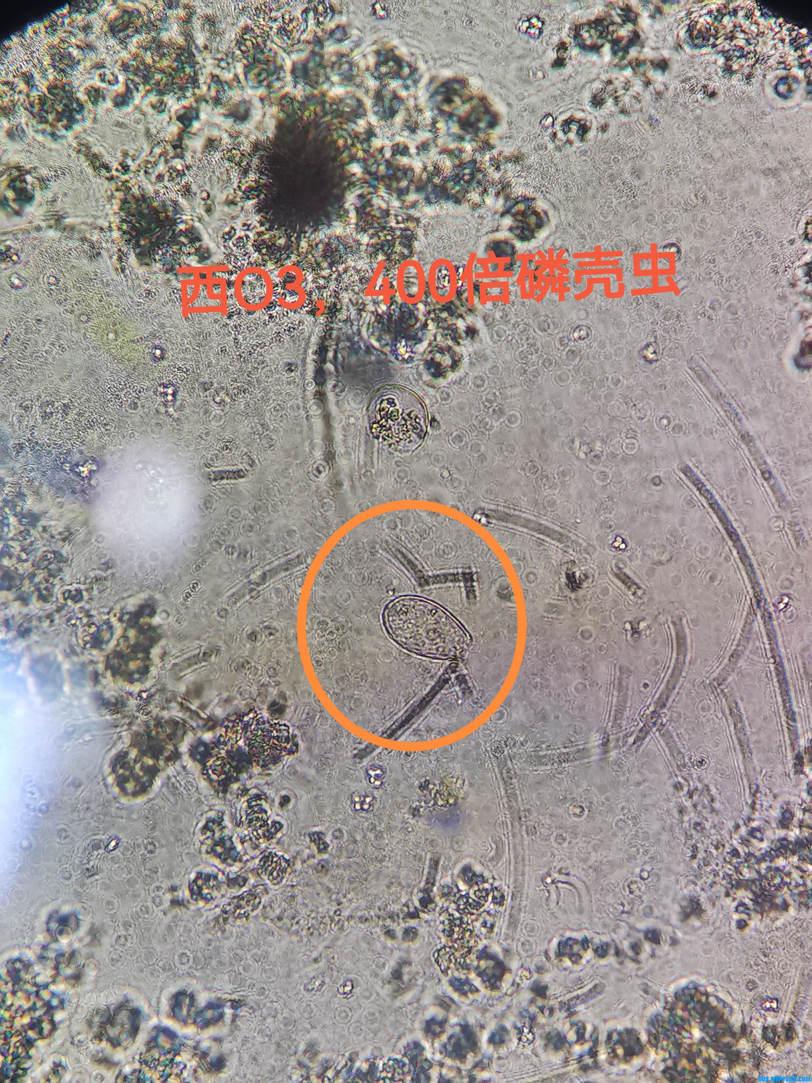 鳞壳虫2.jpg