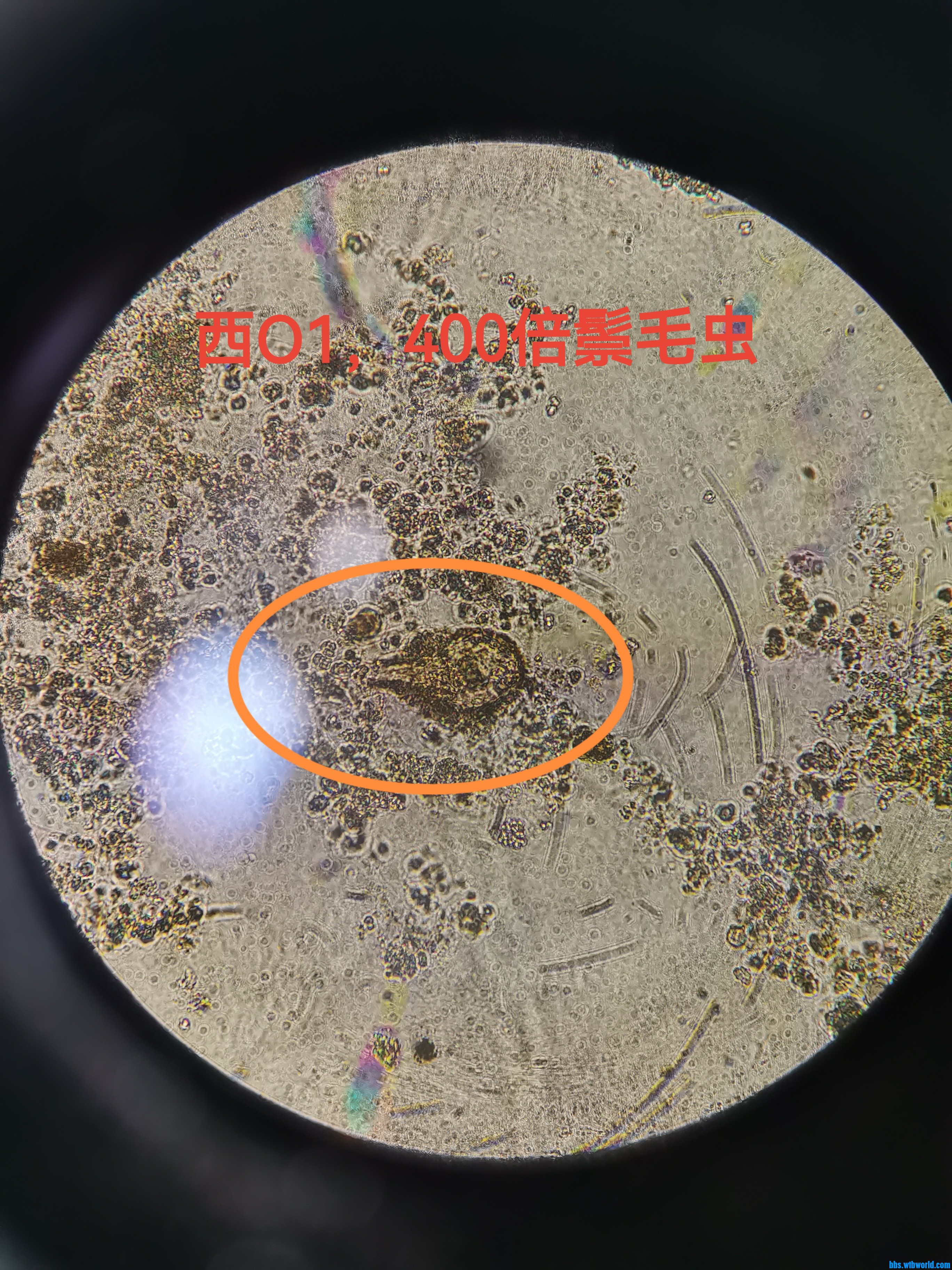 鬃毛虫1.jpg