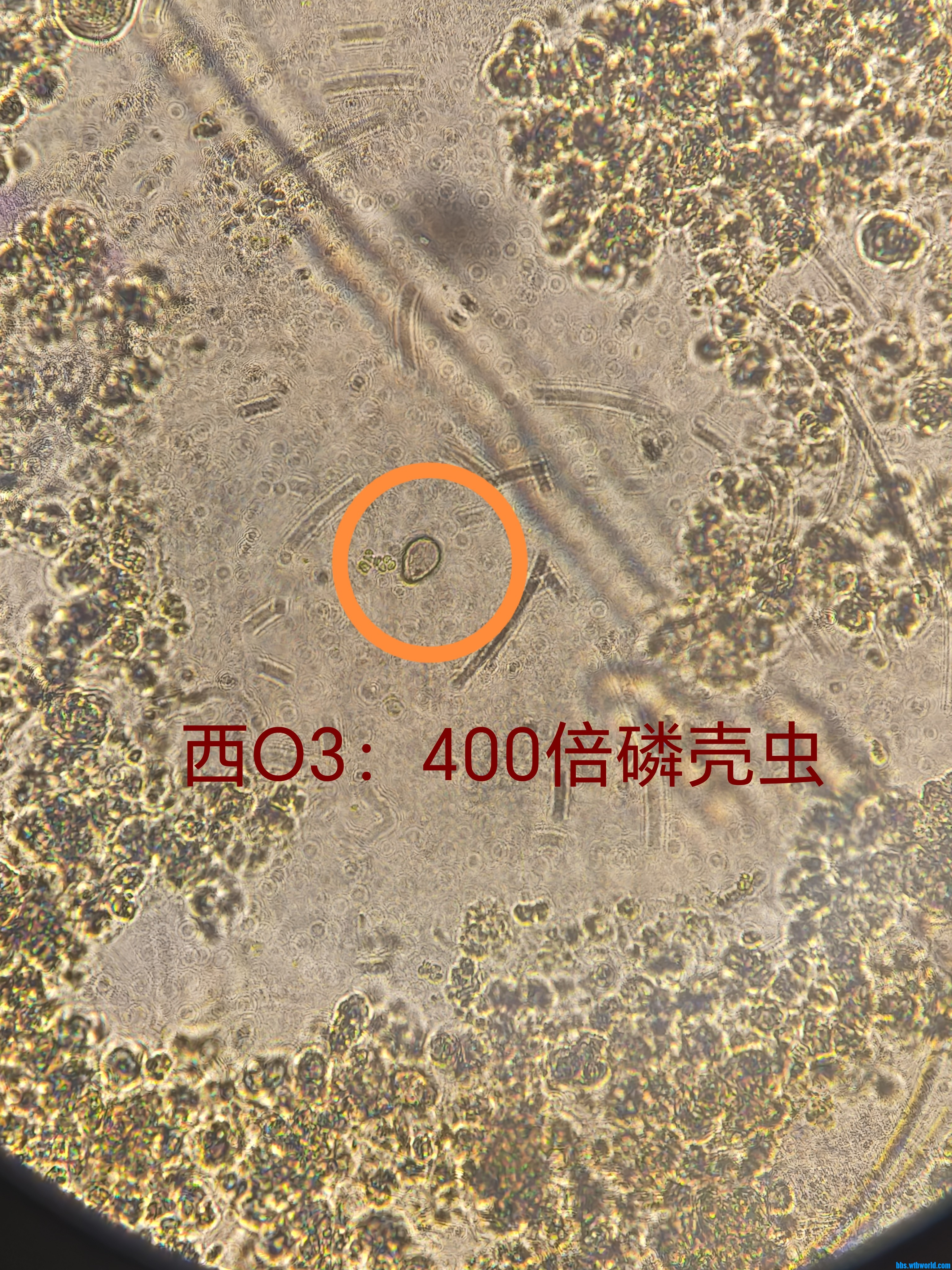 鳞壳虫.jpg