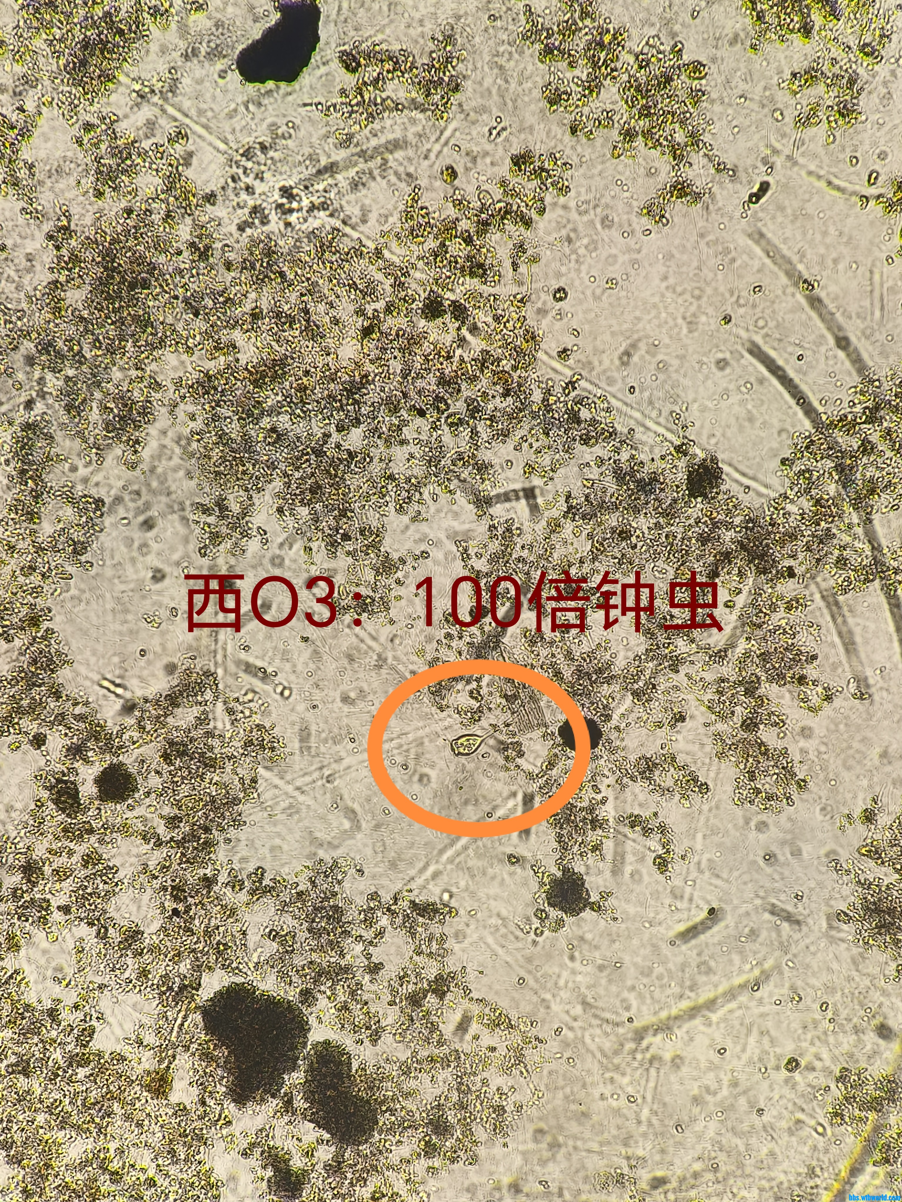 钟虫1.jpg