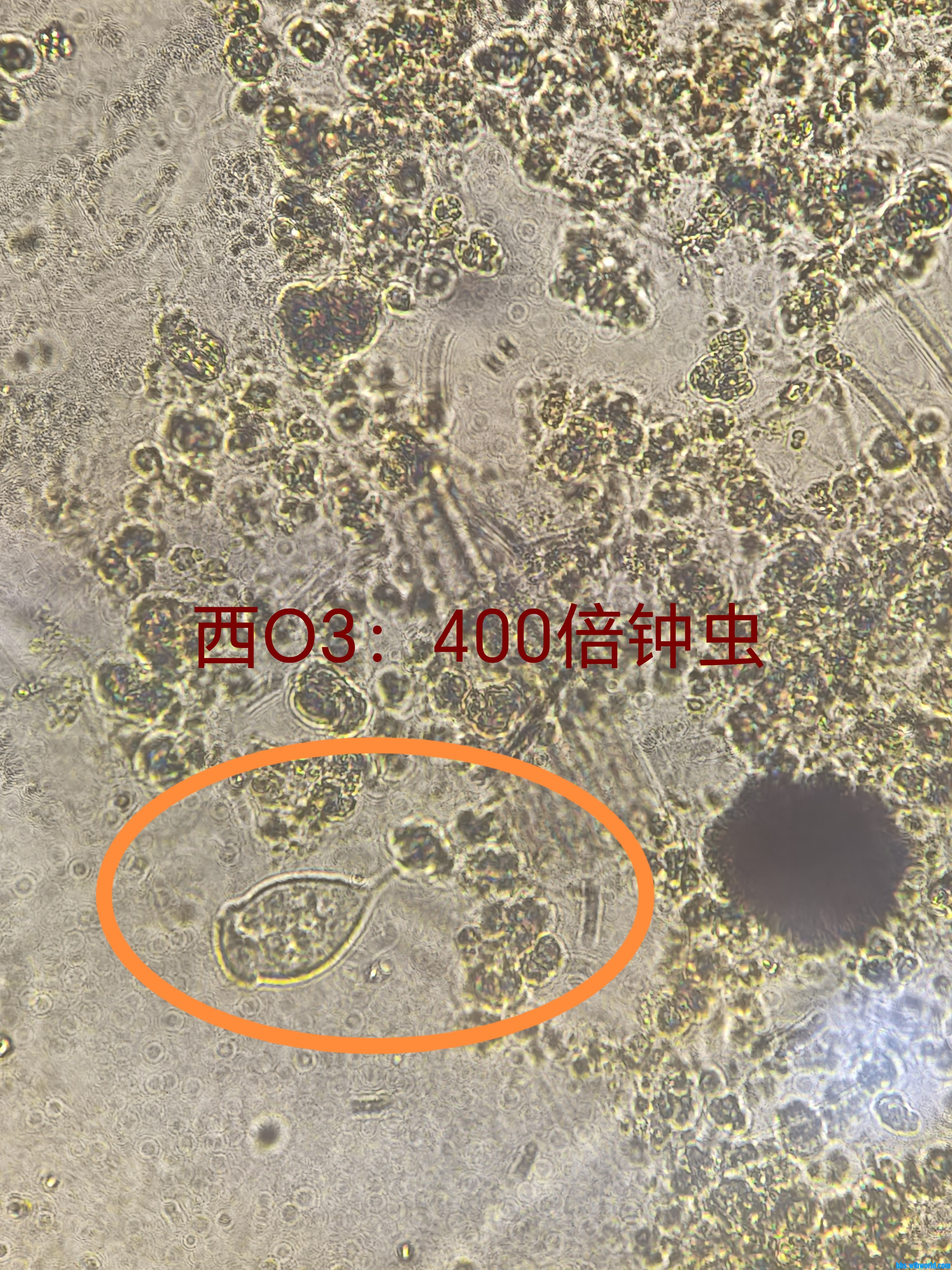 钟虫2.jpg