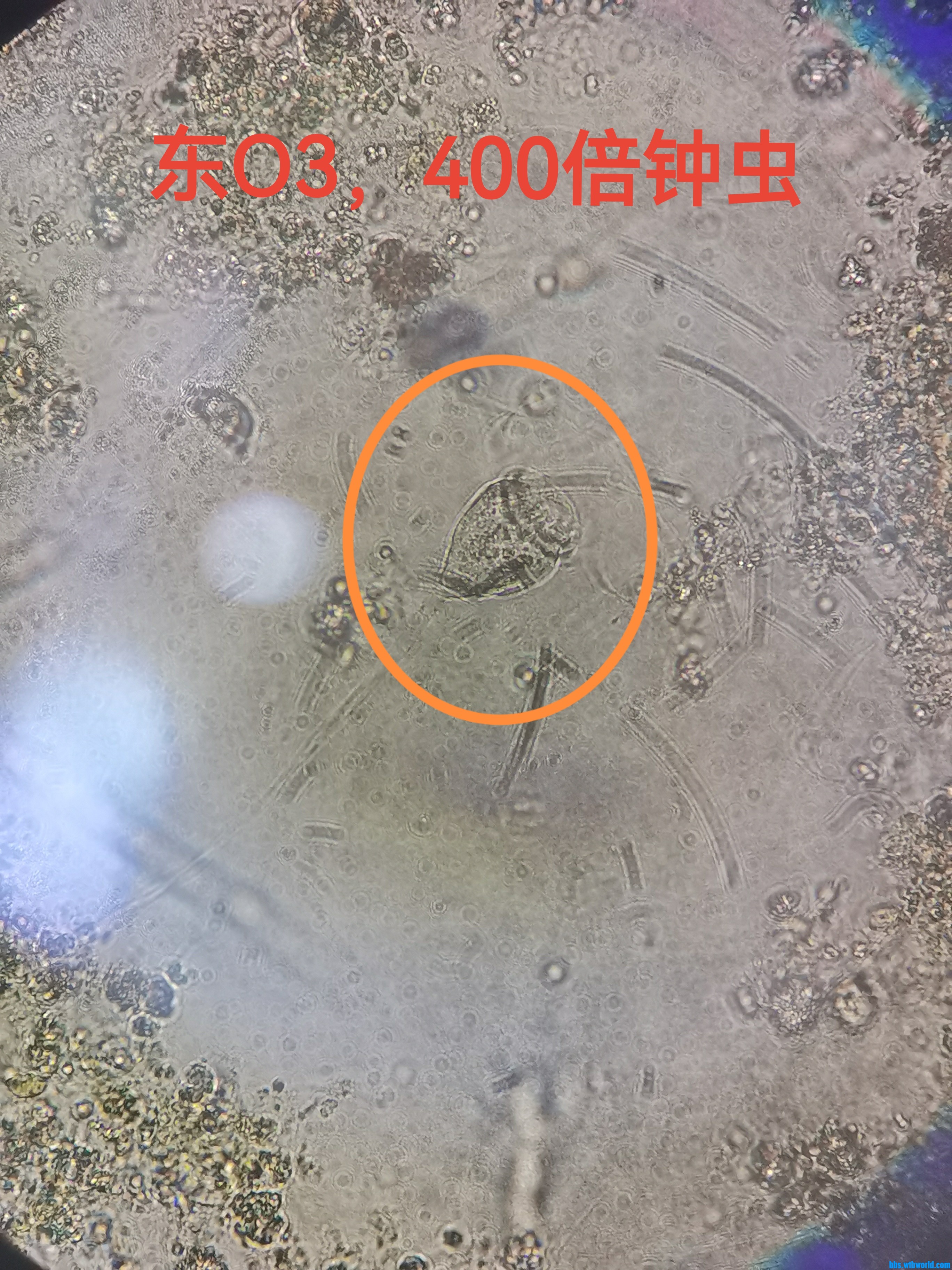 钟虫.jpg