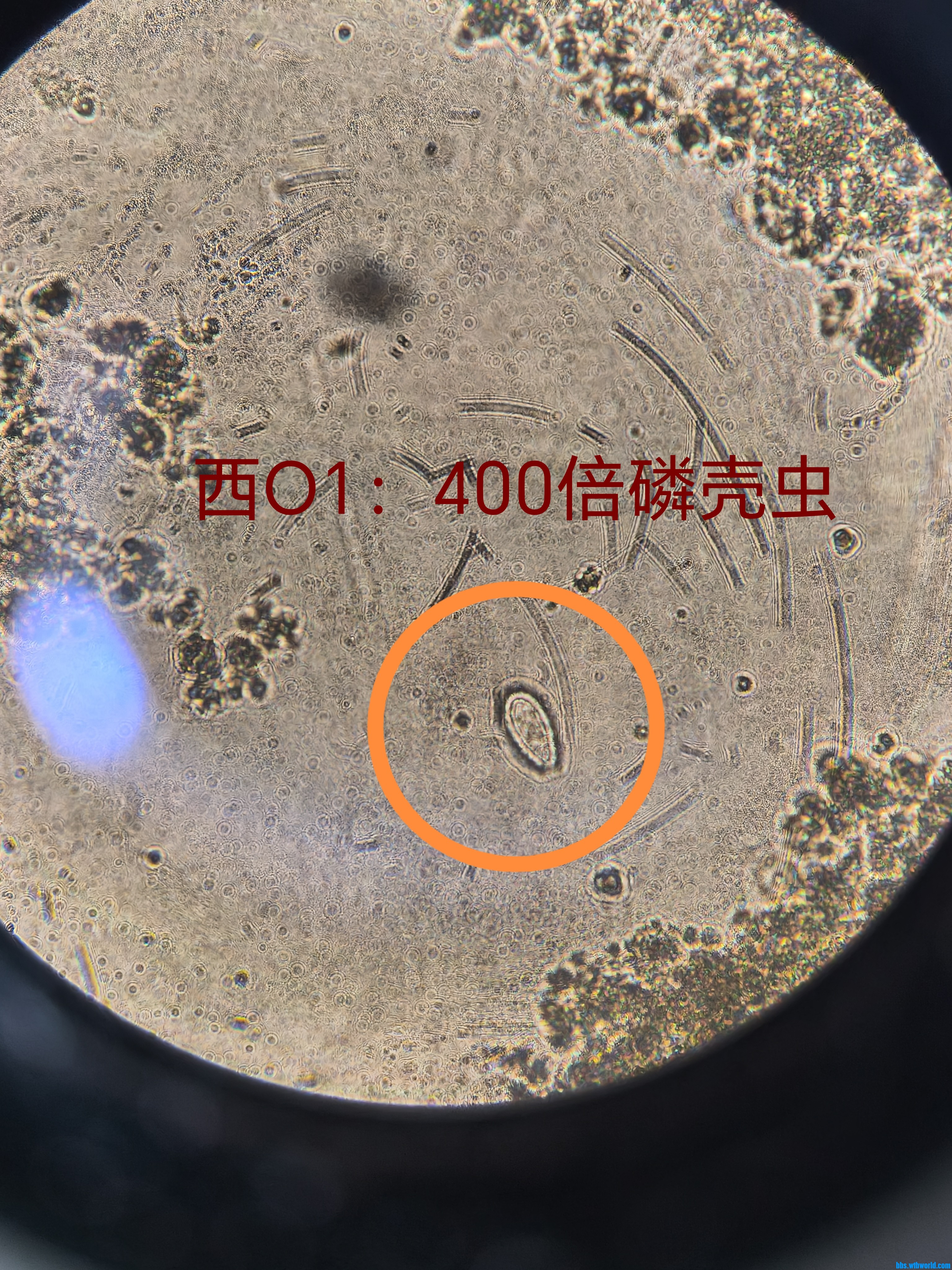 鳞壳虫.jpg