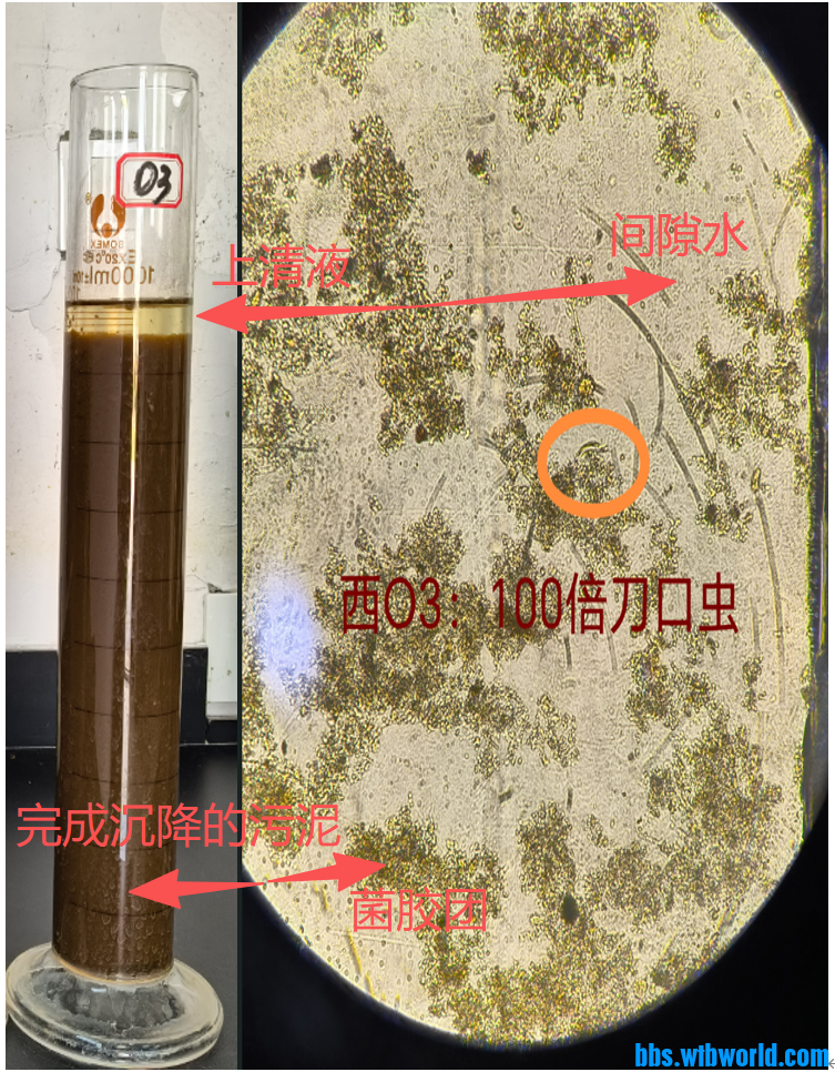 镜检生物相观察宏观和微观现象对应图