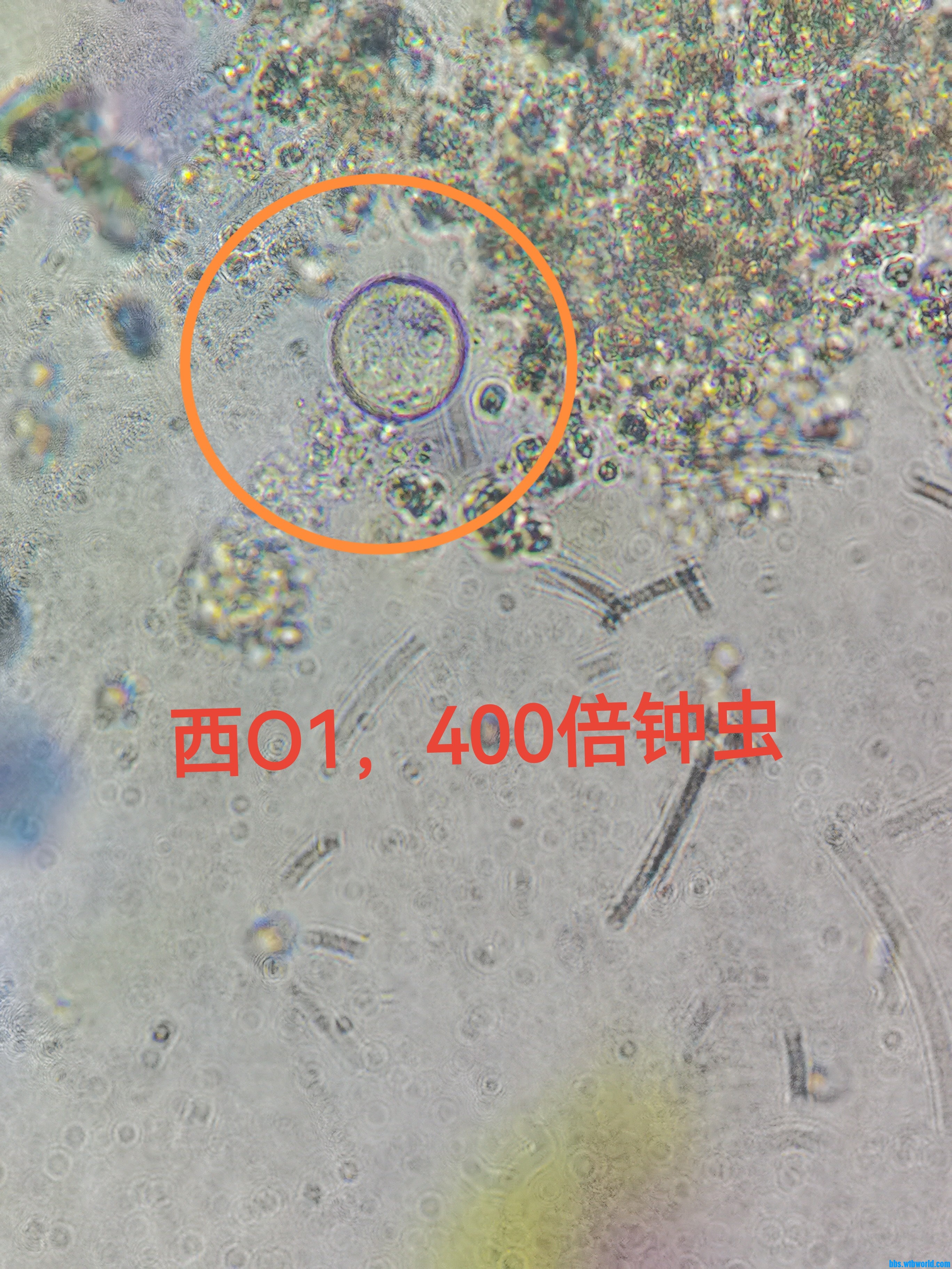 钟虫1.jpg
